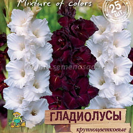 Гладиолус крупноцветковый День и ночь