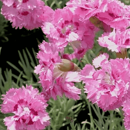 Гвоздика перистая Maggie