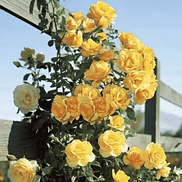 Роза Плетистая Morgensonne