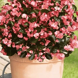 Бегония Big Rose Bronze Leaf