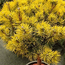 Сосна горная Winter Gold штамб