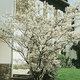 Ирга канадская  Prince William