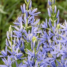 Камассия Лейхтлина Caerulea