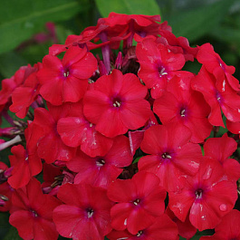 Флокс метельчатый Ред Райдинг Худ