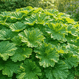 Дармера щитовидная