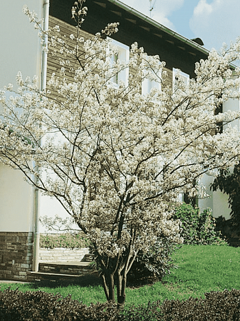 Ирга канадская  Prince William