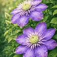 Клематис гибридный Blue Light