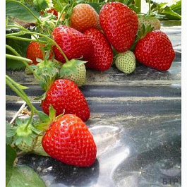 Земляника садовая Олимпия Земляника садовая Олимпия
