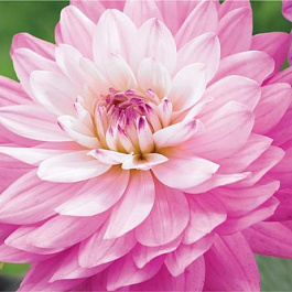 Георгина декоративная Миракл Принцесс