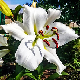 Лилия ОТ-гибрид Замбези НАБОР 2ШТ (2+2)