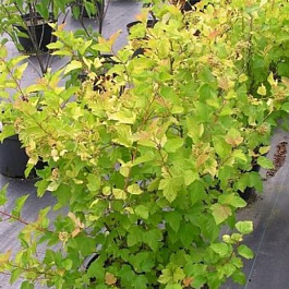 Пузыреплодник калинолистный Ауреус