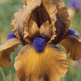 Ирис pum Jannalias