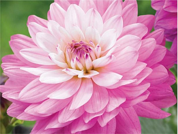 Георгина декоративная Миракл Принцесс