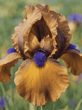 Ирис pum Jannalias