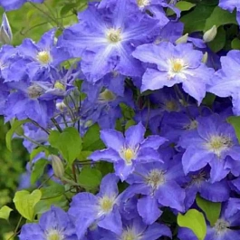 Клематис гибридный Blue Pillar