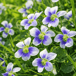 Виола сестринская Blue Cloud