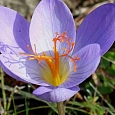 Крокус прекрасный