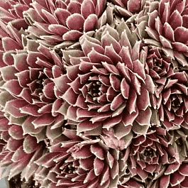 Молодило гибридное Jet Stream