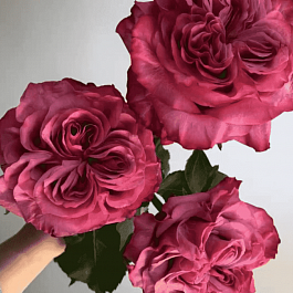 Роза чайно-гибридная Country Blues