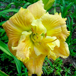 Лилейник гибридный Динамик Дуо Лилейник гибридный Динамик Дуо