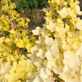 Гортензия метельчатая Petite lantern