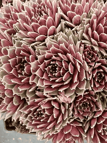 Молодило гибридное Jet Stream