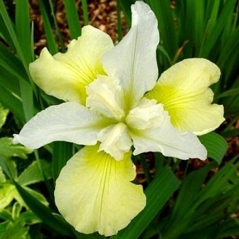 Ирис сибирский Chartreuse Bounty (SIB)