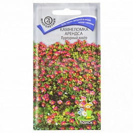 Камнеломка Арендса Пурпурный ковер