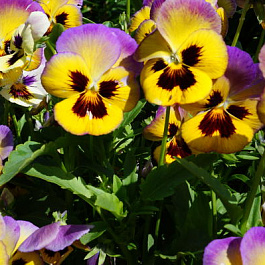 Виола Фризл Сизл Лемонберри