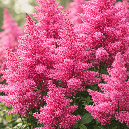 Астильба китайская Peach Cake