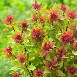 Спирея японская Спаркинг Шампань