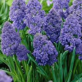 Мускари Fantasy Creation