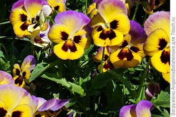 Виола Фризл Сизл Лемонберри