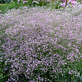 Гипсофила метельчатая Фламинго Гипсофила метельчатая Фламинго