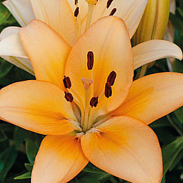 Лилия ЛА-гибрид Менорка