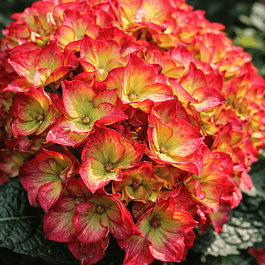 Гортензия крупнолистная Dark Angel