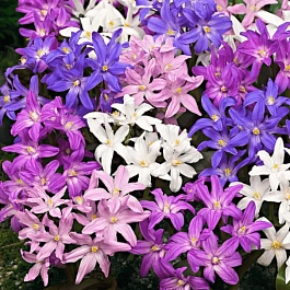 Хионодокса Mixed