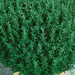 Тимьян обыкновенный Fredo