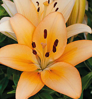 Лилия ЛА-гибрид Менорка