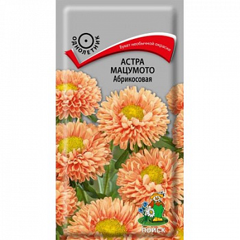 Астра мацумото Абрикосовая