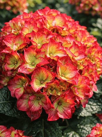 Гортензия крупнолистная Dark Angel