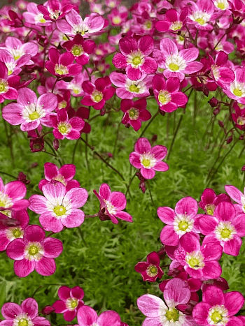 Камнеломка Арендса Carpet Purple Robe