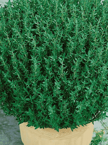 Тимьян обыкновенный Fredo