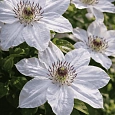 Клематис Still Waters