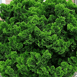 Кипарисовик тупой Nana Gracilis