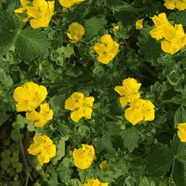 Лапчатка крупноцветковая