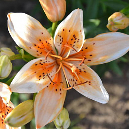 Лилия азиатская Орaндж Электрик