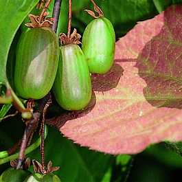 Актинидия коломикта Доктор Шимановски