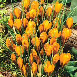 Крокус ботанический Ориндж Монарх