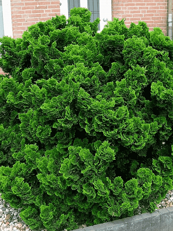 Кипарисовик тупой Nana Gracilis